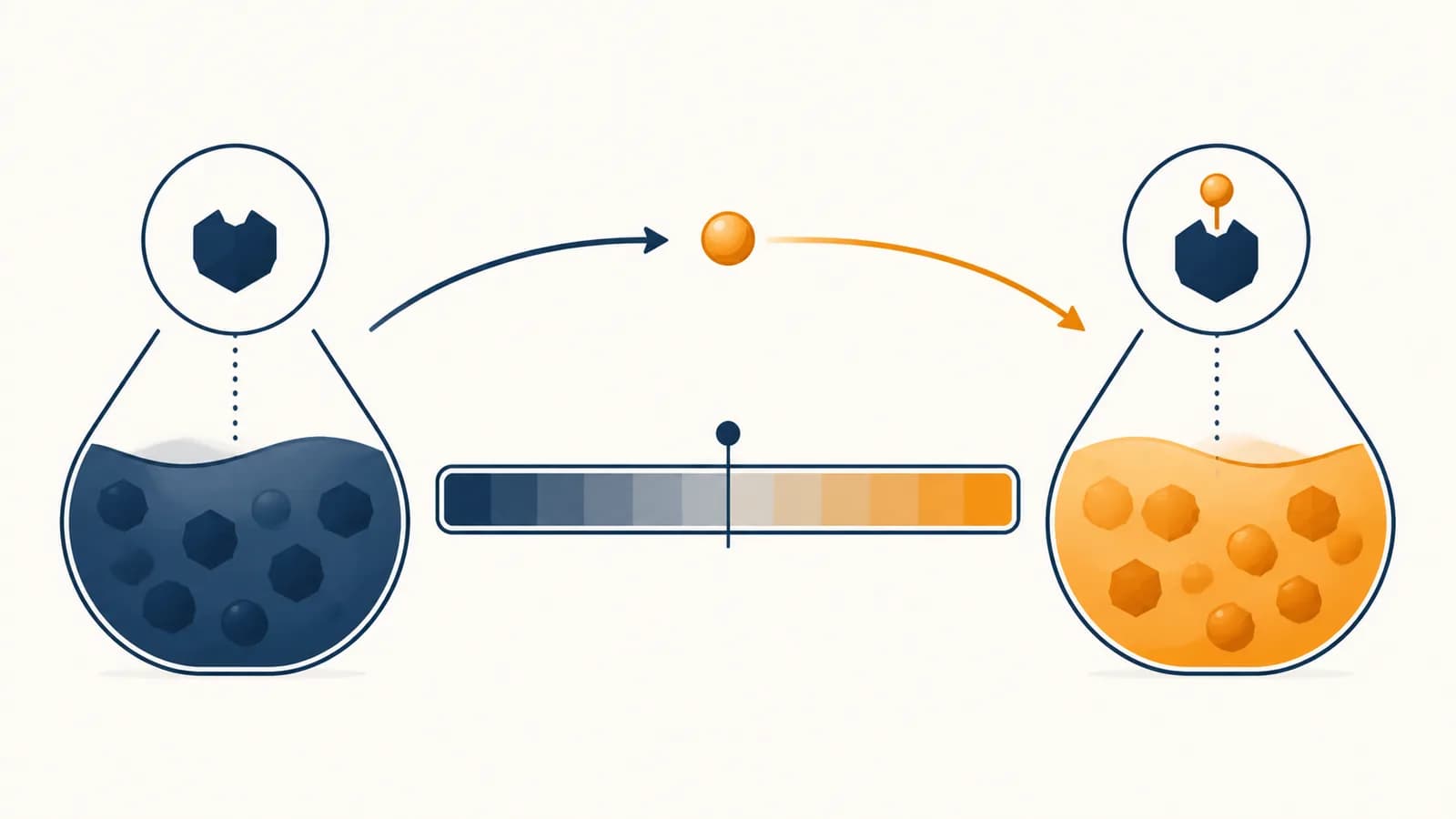 An illustration of acid and base solutions exchanging a proton across a central pH scale.