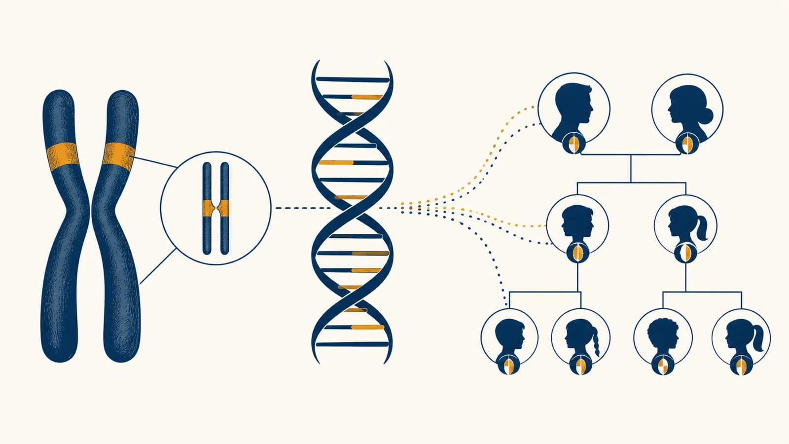 An illustration of paired chromosomes, a DNA helix, and inherited traits connected across generations.